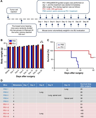 Figure 4 PD-1 immunotherapy combined with PD-1 image-guided surgery inhibited tumor relapse and increased overall survival. (A) Experimental schematic representation of the 4T1 tumor model. Body weight (B), survival (C), and metastasis (D) were monitored after surgery. **P<0.01.Abbreviations: BLI, bioluminescence imaging; mAb, monoclonal antibody; PBS, phosphate buffered saline.