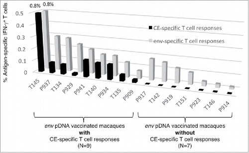 Figure 1. CE are poorly immunogenic in env DNA vaccinated macaques. Analysis of Env CE T cell responses in 16 macaques immunized with a mixture of DNA expressing full-length Env including HIV-1 BaL. Env-specific IFN-γ T cell responses were measured using a matching peptide pool of HIV Env clade B strain BaL spanning gp120. CE-specific IFN-γ+ T responses were measured using a peptide pool (mixture of 15-mer overlapping by 11 AA and 10-mer overlapping by 9 AA) covering the 12 CE.