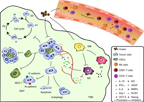 Figure 1 The mechanisms of anti-cancer effects of Huaier.Notes: In TME, Huaier can directly inhibit progression of tumor by cell cycle arrest in different phases, promotion of tumor cell death through apoptosis and autophagy, inhibition of EMT and CSCs stemness as well as tumor-induced angiogenesis. Huaier can also exert indirect anti-cancer effects by immune regulation. Instead of the superior amount of M2 in TME, Huaier helps Mϕ to polarize towards M1 and inhibits the expression of M2-derived Arg-1, IL-10, MMPs and VEGF that promote angiogenesis and progression of cancers. On the other hand, Huaier can exert systemic immunomodulatory effects by enhancement of the number and function of CD4+ T cells as well as NK cells, and by promoting production of immunopotentiating cytokines, including IFN-γ and IL-2, and inhibiting secretion of immunosuppressive cytokine IL-10 in peripheral blood.Abbreviations: ALDH, aldehyde dehydrogenase; CSC, cancer stem cell; EMT, epithelial–mesenchymal transition; MMP, matrix metalloproteinase; TME, tumor microenvironment.