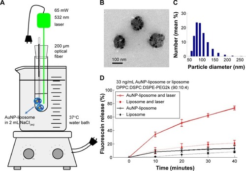 Figure 4 Fiber-optic guided laser excitation triggered photo-thermal responsive liposomes release in vitro.Notes: (A) Illustration of apparatus. (B) Appearance of AuNP-liposome observed by transmission electron microscopy. (C) Particle size distribution of AuNP-liposome detected by dynamic laser scattering. (D) Contribution of AuNPs in photo-thermal responsive release of liposome. Data of (D) represent mean ± standard deviation (n=3).Abbreviations: AuNP, gold nanoparticle; DPPC, 1,2-dipalmitoyl-sn-glycero-3-phosphatidylcholine; DSPC, 1,2-distearoyl-sn-glycero-3-phosphatidylcholine; DSPE-PEG2k, 1,2-distearoyl-sn-glycero-3-phosphoethanolamine-N-[methoxy (polyethylene glycol)-2000].