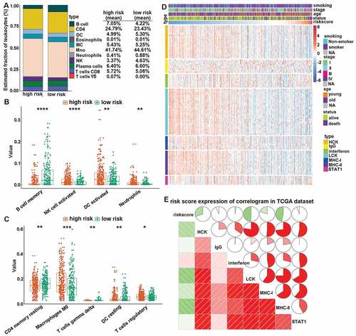 Figure 5. CMS-related immune cell infiltration and inflammatory activities. (a) the relative proportion of immune cell expression in high- and low-risk patients. (b and c) differentially expression immune cells in high- and low-risk patients. (d) the details of seven inflammatory metagenes and risk score. (e) correlogram of risk score, and inflammatory metagenes. *, **, ***, and **** represent P < .05, P < .01, P < .001 and P < .0001, respectively.