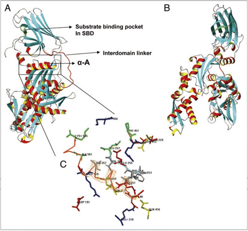 Figure 3 (A and B) Ribbon representation of PgHsp70 comparative model, Helix A highlighted in a box. The region above Helix A corresponds to the substrate binding domain (SBD) and the region below, to the nucleotide binding domain (NBD). Interdomain linker represented as red Cα trace. (C) Detailed view of interactions between SBD (Cα trace in red orange) and NBD (Cα trace in Cyan) and few discontinuous residues without Cα trace, side chains of residues identical or conserved to the template in blue, red, yellow or dark grey for +, −, polar, or nonpolar. PgHsp70 residues not conserved with respect to the template residues are shown in green.