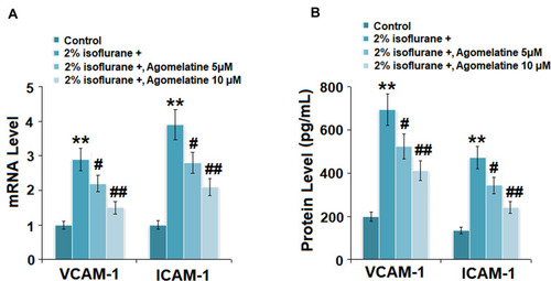 Figure 7 Agomelatine reduced isoflurane-induced expression of cell adhesion molecules VCAM-1 and ICAM-1. Cells were treated with 2% isoflurane in the presence or absence of agomelatine (5, 10 μM) for 24 h. (A) mRNA levels of VCAM-1 and ICAM-1 as measured by real-time PCR (N=5). (B) Protein levels of VCAM-1 and ICAM-1 as measured by ELISA (N=5, **, P<0.01 vs control group; #, ##, P<0.05, 0.01 vs isoflurane group).