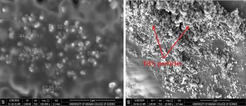 Figure 2. SEM micrographs of TiO2 nano-materials before mixing with ZRC
