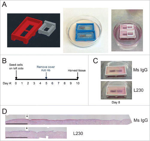 Figure 1. Blocking antibody targeting integrin αv blocks re-epithelialization in an organotypic wound healing model. (A) Images of 3D printed runway for organotypic re-epithelialization assay. (B) Timecourse for organotypic re-epithelialization assay. Keratinocytes are seeded onto the left side of the runway on day 0, and the right side of the runway is blocked until day 5. On day 5, blocking antibodies are added, and keratinocytes migrate over the course of 5 days, until the tissue is harvested on day 10. (C) Visualization of re-epithelialization assay upon treatment with control (Ms IgG) antibody or L230 antibody. (D) Representative Hematoxylin & Eosin (H&E) stain for tissue shown in C, harvested at day 10. Arrow indicates the start of re-epithelialization. Scale bar = 1mm. Tissues shown are representative of 2 independent experiments, each performed in triplicate.
