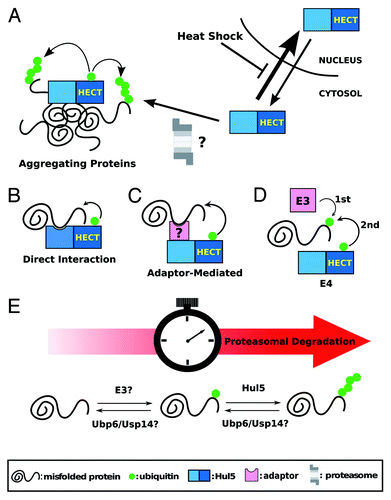 Figure 1. (A) Schematic representation of Hul5 redistribution in the cell in response to heat-shock. (B-D) Schematic representations of the possible substrate recognition mechanisms by Hul5: Hul5 could directly recognize misfolded domains (B); an adaptor protein could tether the misfolded protein to Hul5 (C); and/or Hul5 could act as an E4 ligase by further ubiquitinating misfolded proteins first targeted by another E3 ligase (D). (E) A two-step ubiquitination of Hul5 substrates could act as a timer to only target proteins that are misfolded for an extended period of time for proteasomal degradation.