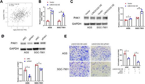 Figure 6 LINC01232 promotes migration of gastric cancer cells by inducing PAK1 expression. (A) The correlation between LINC01232 and PAK1 in gastric cancer tissues was analyzed using GEPIA. (B) The effect of LINC01232 on PAK1 mRNA expression in AGS and SGC-7901 cells was detected by qRT-PCR, **P<0.01. (C) The effect of LINC01232 on PAK1 protein levels in AGS and SGC-7901 cells was detected by qRT-PCR, *P<0.05, **P<0.01. (D) The effect of PAK1 siRNA on PAK1 protein levels in AGS and SGC-7901 cells was detected by qRT-PCR, **P<0.01. (E) The effect of PAK1 siRNA on cell migration ability of LINC01232 overexpressed AGS and SGC-7901 cells was analyzed using transwell assays, **P<0.01.