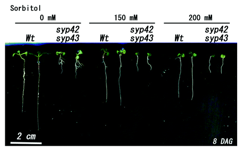 Figure 2. Growth of syp42syp43 double mutants under osmotic stress. Wild-type and the syp42syp43 double mutant were sown on MS medium containing 0, 150, or 200 mM sorbitol and grown for 8 d at 22°C under continuous light. Growth of syp42syp43 was reduced. Scale bar = 2 cm.