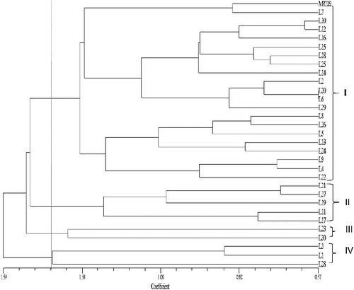 Figure 3. The dendrogram of advance lines with recurrent parent MR219 based on 11 yield and yield contributing characteristics showing different groups.