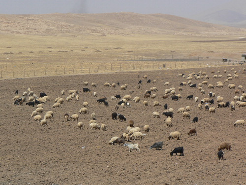 Figure 4. Sheep and goats daily grazing in fallow fields, on the alluvial flood plain Bestansur, Iraqi Kurdistan, summer 2012.