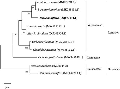 Figure 3. Phylogenetic tree constructed by maximum likelihood analysis based on complete chloroplast genome sequences, including the chloroplast genome of P. nodiflora (OQ673174). The bootstrap support values are shown on the nodes. The chloroplast genome sequences used for the phylogenetic analysis were Ocimum gratissimum MW348919.1 (Balaji et al. Citation2021), Duranta erecta MW525381.1 (Song et al. Citation2021), Aloysia citrodora ON641356.1, Verbena officinalis MW328640.1 (Yue et al. Citation2021), Phyla nodiflora OQ673174.1, Lanata camera MN885891.1, Lippia origanoides MK248831.1 (Sarzi et al. Citation2019), Nicotiana tabacum Z00044.2 (Shinozaki et al. Citation1986), and Withania somnifera MK142783.1 (Mehmood et al. Citation2020).