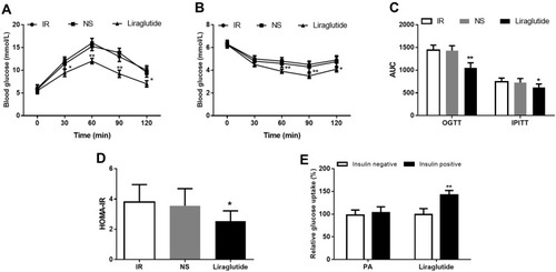 Figure 3 Therapeutic efficacy of liraglutide against obesity-associated IR. (A) The impaired glucose tolerance was significantly improved by liraglutide. (B) The decreased insulin sensitivity in IR animals was increased following the treatment of liraglutide. (C) AUCs for OGTT and IPITT significantly decreased after liraglutide treatment. (D) The increased HOMA-IR in IR animals was reduced by liraglutide. (E) The insulin-stimulated glucose uptake ability was improved by the treatment of liraglutide. *P < 0.05, **P < 0.01.
