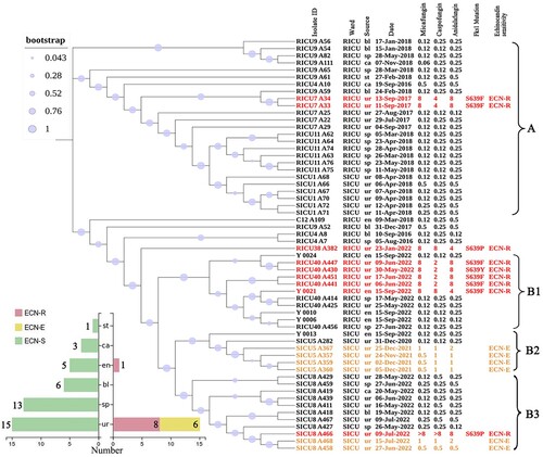 Figure 2. Phylogenetic analysis of the C. auris clinical isolates. (A) Molecular phylogenetic analysis and other relevant information. Phylogenetic trees were generated using the maximum likelihood method of MEGA7 and phylogenetic trees were constructed and composed using iTOL software. All 58 C. auris isolates were obtained from our hospital, half during the present study and half during the previous study. Each sample corresponds to labelled wards, source, date, MICs of MCF, CAS, and ANF, as well as FKS1 mutation site and echinocandin susceptibility status. Abbreviations ECN-S: echinocandin-sensitive strain; ECN-E: elevated echinocandin MIC strain; ECN-R: echinocandin-resistant strain. ECN-R strains and their sample information are marked in red. (B) Statistical plot of the 58 isolates included in the phylogenetic analysis by type, with nine ECN-R strains (red; two from a previous study), six ECN-E strains (yellow), and the remaining ECN-S strains (green). Abbreviations st: stool, ca: catheter, en: environment, bl: blood, sp: sputum, ur: urine.