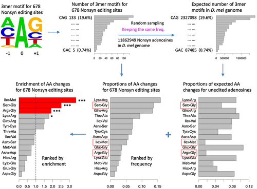 Figure 2. Observed and expected numbers/proportions of AA changes caused by nonsynonymous RNA editing. Total numbers of expected mutations were obtained by changing all adenosines to guanosines in the reference genome of D. melanogaster. The expected proportions of each AA change were estimated by the proportions of observed AA changes caused by nonsynonymous RNA editing. The 3-mer motif preferred by Adar is also considered. p values of the enrichments were calculated using one-tailed Fisher’s exact tests for each AA change. *, p < 0.05; ***, p < 0.001.