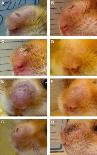 Figure 4 Clinical evolution of lesions on the snouts of hamsters (Mesocricetus auratus) experimentally infected with Leishmania amazonensis and monitored for 26 days.Notes: MA-treated animals on the 5th (A) and 26th (B) days; VVSb1-treated animals on the 5th (C) and 26th (D) days; VVSb2-treated animals on the 5th (E) and 26th (F) days; untreated NC group animals on the 5th (G) and 26th (H) days.Abbreviations: MA, meglumine antimoniate; NC, negative control.