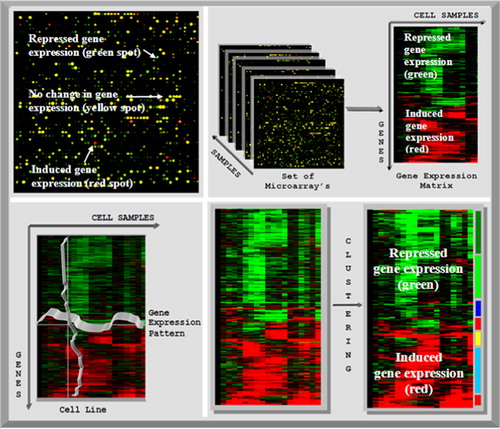 Figure 2. Left top: scan of a microarray. Green dye was used for the cDNA extracted from the reference cells and red dye was used for the cancer cells. Red spots indicate induced genes in cancer cells, green spots indicate repressed genes and yellow spots indicate no change between healthy cell and cancer cells. Right top: the microarray samples are converted into the expression matrix. In the expression matrix, the genes are arranged in the rows and the columns represent the gene expression values. Left bottom: the gene expression matrix can be clustered in two ways: if the genes are clustered, then the similar gene expression patterns are grouped together. By clustering according to the samples, all cells with similar gene expression profiles are grouped together. Right bottom: by clustering the unstructured gene expression matrix (left), the genes with similar expression patterns are grouped together in a structured data set (right).