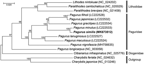 Figure 1. Maximum-likelihood (ML) phylogeny of 10 Paguridae species based on the concatenated nucleotide sequences of protein-coding genes (PCGs) with families Lithodidae and Diogenidae. Two Charybdis mitogenomes were used as AN outgroup for tree rooting based on the criteria of a previous publication (Gong et al. 2009). ML analysis was performed in RA + ML 8.2.10 using the mtREVþG model (Stamatakis Citation2014). Numbers on the branches indicate ML bootstrap percentages (1000 replicates). DDBJ/EMBL/Genbank accession numbers for published sequences are incorporated.
