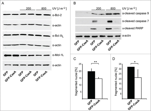 Figure 1. CaeA prevents activation of executioner caspase 7. HEK293 cells stably expressing GFP or GFP-CaeA were exposed to UV-light (200 J/m2 or 800 J/m2) and incubated for 6 h at 37°C in 5% CO2. Proteins were separated by SDS-PAGE, transferred to a PVDF membrane and probed with antibodies against (a) Bcl-2, Bcl-xL, Mcl-1 and actin as loading control or (b) cleaved caspase 9, cleaved caspase 7, cleaved PARP and actin as loading control. The result of one representative experiment out of 3 independent experiments with similar results is shown. (c) HeLa cells were transiently transfected with plasmids encoding GFP as control or GFP-CaeA followed by treatment with TNF (20 ng/ml) and cycloheximide (6 µg/ml) for 5 h at 37°C in 5% CO2. The cells were fixed, permeabilized and the nuclei were stained with DAPI. The nuclear morphology of GFP-expressing cells was scored. Data represent average values ± SD of 100 nuclei counted per sample from GFP-expressing cells from 3 independent experiments. (d) HeLa-Fas cells were transiently transfected with plasmids encoding GFP as control or GFP-CaeA followed by treatment with 0.125 µg/ml anti-Fas IgG for 5 h. The cells were fixed, permeabilized and the nuclei were stained with DAPI. The nuclear morphology of GFP-expressing cells was scored. Data represent average values ± SD of 100 nuclei counted per sample from GFP-expressing cells from 3 independent experiments.