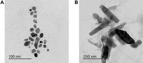 Figure 2 Transmission electron microscopy of metal nanoparticles (A) Ag-NPs (B) ZnO-NPs.