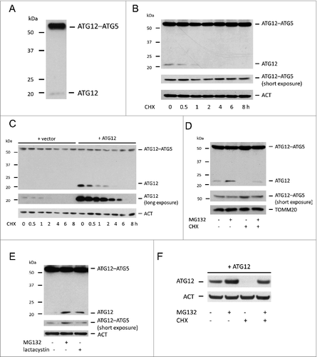 Figure 1. Free ATG12 is rapidly degraded in a proteasome-dependent manner (A) Western blot detection of ATG12 in U2OS cells. (B) Endogenous ATG12 expression in U2OS cells following CHX treatment. (C) U2OS expressing empty vector or ATG12 were treated with CHX for various times and probed for ATG12 expression. (D) U2OS cells were treated were treated for 8 h as indicated with MG132 and/or CHX and probed for ATG12 expression. (E) U2OS were treated for 8 h with MG132 or lactacystin and examined for ATG12 expression. (F) U2OS expressing ATG12 were treated for 8 h with MG132 and/or CHX as indicated and cell lysates were probed for ATG12 expression. ACT or TOMM20 were used as a loading control.