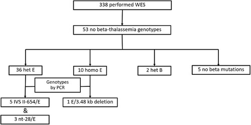 Figure 3. Diagram showing 53 out of 338 patients with phenotype of thalassemia but no thalassemia genotypes analyzed by whole exome sequencing (WES).