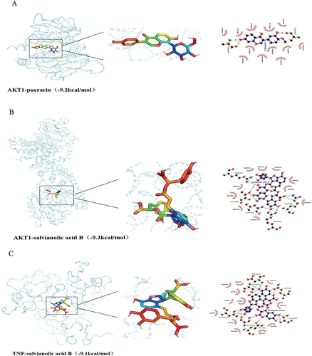 Figure 9 The representative docking complex of key targets and compounds of JQP in OA treatment, (A) AKT1 and puerarin; (B) AKT1 and salvianolic acid B; (C) TNF and salvianolic acid B.