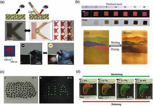 Figure 9. (a) Structural color observed from PDA particles in a solid matrix when illuminated by strong light. Reproduced with permission from [Citation112] (Copyright 2017, Wiley-VCH). (b) Photographs of structurally colored arrays fabricated by SiO2@PDA particles exposed in air and water. Reproduced with permission from [Citation113] (Copyright 2019, American Chemical Society). (c) Structural color pattern visible by decreasing the temperature of a binary assembly structure of SiO2 and PDA particles printed on a thermochromic epoxy resin. Reproduced with permission from [Citation116] (Copyright 2020, American Chemical Society). (d) Reversible color changes due to stretching and relaxation of mechanochromic materials composed of elastomers containing binary colloidal arrays of SiO2 and PDA particles. Reproduced with permission from [Citation121] (Copyright 2019, American Chemical Society)