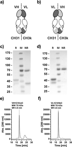 Figure 4. Generation and optimization of Atrosimab. Two versions of a novel Fv-Fc1k fusion protein were generated, (a) composed of the chains VH-CH2-CH31 (VH1C)/VL-CH2-CH3κ (VLkC) or (b) composed of VL-CH2-CH31 (VL1C)/VH-CH2-CH3κ (VHkC). Both molecules were compared in SDS-PAGE (c and d, NuPAGETM 4–12% Bis-TRIS Midi Gel) under reducing (R) and non-reducing conditions (NR) and SEC (e and f, Phenomenex Yarra SEC-2000, 300 × 7.8 mm, flow rate of 0.5 ml/min, mobile phase Na2HPO4/NaH2PO4).