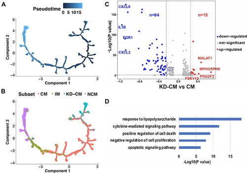 Figure 5 Differentiation state of KD-CM. Monocytes of healthy and KD infants arranged in order of pseudo-time (A) and subsets (B). The arrangement of monocytes on the tree shows that cells on the left side of the tree are less differentiated than the cells on the right side. (C) Volcano plot showing the differentially expressed genes between KD-CM and CM. (D) Gene functions of down-regulated gene in KD-CM compared with CM in healthy infants.