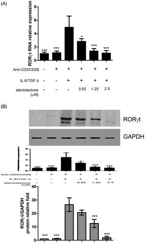 Figure 3. Alantolactone suppressed RORγt expression in CD4 T cells under Th17-polarizing conditions. (A) RORγt mRNA and protein expression was measured by real-time PCR and (B) Western blotting, respectively, at 72 h. Densiometric measurements of RORγt protein levels were normalized to the corresponding total protein level and expressed as relative values. Data are representative of three independent experiments, and values are expressed as the mean ± SEM of samples of three wells. *p < 0.05, ***p < 0.001 compared with CD4 T cells under Th17-polarizing conditions without alantolactone treatment, as determined by Student’s t-test.