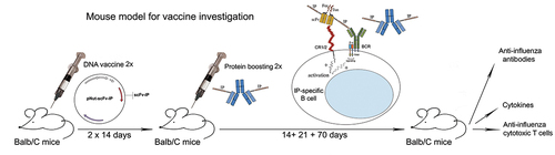 Figure 5. The schedule of the experimental therapeutic design – a mouse model.