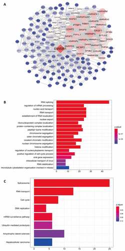 Figure 3. Protein-protein interaction network of EWSR1 (a). Gene ontology (GO) (b) and Kyoto Encyclopedia of Genes and Genomes (KEGG) pathway (c) analyses of coexpressed genes of EWSR1.