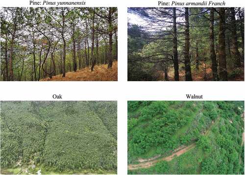 Figure 2. Field photos of common dominant tree species groups in the study area.