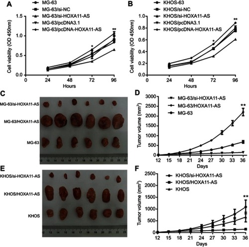 Figure 2 HOXA11-AS promotes the proliferation of OS. (A) Down-regulation of HOXA11-AS expression in MG-63 cells could inhibit cell proliferation, while up-regulation of HOXA11-AS expression could promote cell proliferation *P<0.05,**P<0.01. (B) Down-regulation of HOXA11-AS expression in KHOS cells could inhibit cell proliferation, while up-regulation of HOXA11-AS expression could promote cell proliferation *P<0.05,**P<0.01. (C) Down-regulation of HOXA11-AS expression in MG-63 cells could inhibit the growth of subcutaneous solid tumors in nude mice, while up-regulation of HOXA11-AS expression could promote the growth of subcutaneous solid tumors in nude mice. (D) Changes of tumor volume with time after inoculation of MG-63 cells of different groups **P<0.01. (E) Down-regulation of HOXA11-AS expression in KHOS cells could inhibit the growth of subcutaneous solid tumors in nude mice, while up-regulation of HOXA11-AS expression could promote the growth of subcutaneous solid tumors in nude mice. (F) Changes of tumor volume with time after inoculation of MG-63 cells of different groups.