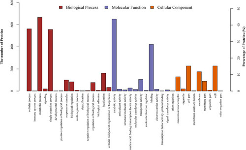Figure 2 Gene Ontology (GO) classification of differentially expressed proteins by iTRAQ-based proteomics experiments between ESBLs+ Klebsiella pneumoniae and non-ESBL Klebsiella pneumoniae. The differentially expressed proteins are grouped into three GO terms: biological process, cellular component, and molecular function. The y-axis indicates the number and percent of proteins in each GO term.