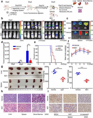 Figure 6. MZ1 suppresses AML cells growth in vivo. (a) Schematic diagram of in vivo experimental design. (b) Representative bioluminescence imaging of mice at different time points in the MZ1 treatment group and the vehicle control group. (c) Bioluminescence imaging of the endpoint liver and spleen in both groups of mice. The color scale indicates the bioluminescence intensity of the counts. (d) Statistical analysis of the bioluminescence imaging values of the two groups of mice at different time points. (e) Survival curves of the two groups of mice. (f) Monitoring of body weight of the two groups of mice. (g) Endpoint liver and spleen size and weight of the two groups of mice. (h) H&E staining analysis of liver, spleen and bone marrow in two groups of mice. (i) Immunohistochemical analysis of spleen tissue sections for BRD4, Ki67 and cleaved-caspase 3 (cl-caspase 3) in the two groups. NS: not significant, **p < .01, **** p < .0001.