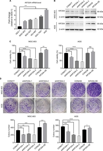 Figure 2 Knockdown or overexpression KIF20A influences GC cell proliferation.Notes: (A) Expression levels of KIF20A determined by qRT-PCR in immortalized human gastric mucosal epithelial cell line GES-1 and five GC cell lines (MGC-803, BGC-823, NCI-N87, SGC-7901, and AGS). (B) Expression levels of KIF20A in MGC-803 and AGS cell lines were examined by Western blot after lentivirus infection. (C) Cell viability assays for cells transfected with KIF20A knockdown and overexpression. (D) Colony formation assays for cells transfected with KIF20A knockdown and overexpression plasmids. Values are mean±SEM. *, **, ***, or **** corresponded to P < 0.05, P < 0.01, P < 0.001, and P < 0.0001, respectively.Abbreviations: GC, gastric cancer; qRT-PCR, quantitative real-time PCR; SEM, standard error of the mean; NS, no significance.