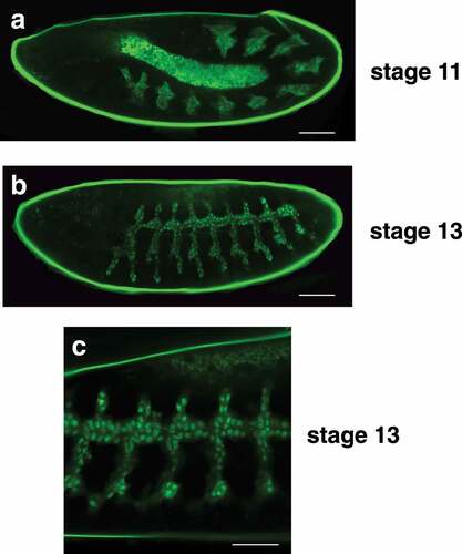 Figure 2. The btl-nGFP construct is expressed in the developing embryonic tracheal system. (a) A lateral view of a stage 11 embryo is depicted with the anterior end on the left. The btl-nGFP construct is expressed in the ten clusters of tracheal precursor cells that are distributed in a segmented pattern along the length of the germband extended embryo. The central amnioserosa is illuminated by background fluorescence. Scale bar = 50 µm. (b) A lateral view of a stage 13 embryo is depicted with the anterior end on the left. The btl-nGFP construct is expressed in the developing tracheal branches. Scale bar = 50 µm. (c) A higher magnification image is depicted of a stage 13 embryo viewed from the lateral perspective with the anterior end on the left. The nuclear localization of the btl-nGFP reporter can be clearly seen in the developing tracheal system and newly-fused dorsal trunk branches. Scale bar = 30 µm.