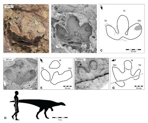 FIGURE 41. Wintonopus middletonae, ichnosp. nov., from the Yanijarri–Lurujarri section of the Dampier Peninsula, Western Australia. Pedal impression, topotype UQL-DP14-7, preserved in situ as A, photograph; B, ambient occlusion image; and C, schematic interpretation. Pedal impression, UQL-DP1-4, preserved in situ as D, ambient occlusion image and E, schematic interpretation. Pedal impression, UQL-DP9-9, preserved in situ as F, ambient occlusion image and G, schematic interpretation. H, silhouette of hypothetical Wintonopus middletonae trackmaker based on UQL-DP14-7, compared with a human silhouette. See Figure 19 for legend.