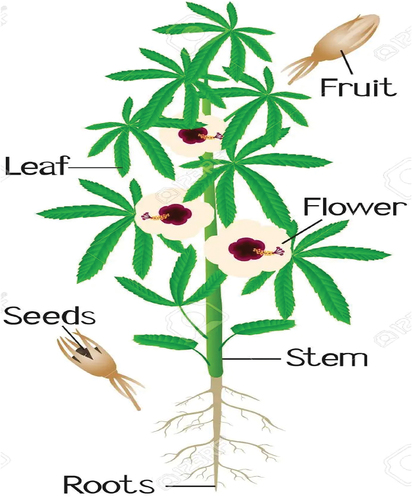 Figure 1. Whole kenaf plant.