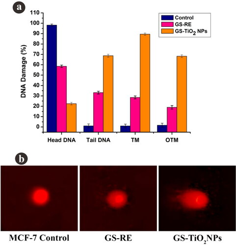 Figure 8. (a) DNA damage in MCF-7 cells, (b) control cells, G. superba rhizome extract and nanotitania catalysts treated cells (IC50 concentration). The scale bars are 10 µm.