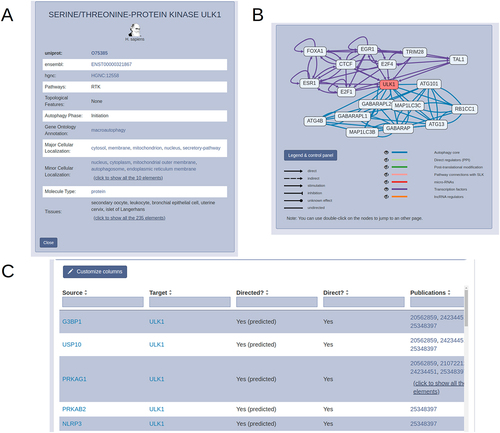 Figure 3. Protein page of AutophagyNet. (A) annotation box with identifiers, autophagy phase, type and tissue annotations. (B) Interactive network box with core (blue) and transcriptional (purple) layers visualized. (C) downloadable details box for selected protein, annotated by source database and publications referencing the interaction.