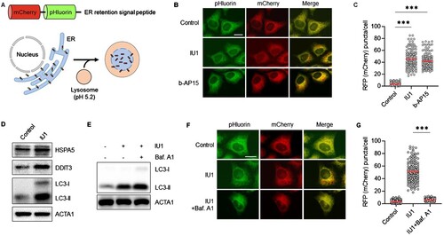 Figure 1. Induction of ER-phagy with USP14 inhibitor in HepG2 cells. (A) Schematic diagram of the measurement of autophagic flux of endoplasmic reticulum using mCherry-pHluorin-KDEL. (B–D) HepG2/mCherry-pHluorin-KDEL cells were treated with inhibitors of USP14 [IU1 (100 µM), b-AP15 (100 nM)] for 24 h. The cells were fixed for imaging under a fluorescence microscope (B). Scale bar: 20 um; the number of puncta pHluorin(−) and mCherry(+)-labeled autolysosomes per cell, which displayed the ER reporter mCherry-pHluorin-KDEL due to lysosomal delivery, was counted by assessing approximately 150 cells (C); IU1 treated HepG2 cells were harvested and analyzed by Western blotting with the indicated antibodies (D); (E–G) HepG2/mCherry-pHluorin-KDEL cells were treated IU1 (100 µM) with and without bafilomycin A1 (Baf. A1, 30 nM) for 24 h. The cells were harvested for Western blotting analysis with the indicated antibodies (E); The cells were fixed for imaging under a fluorescence microscope (F); the number of puncta pHluorin(−) and mCherry(+) per cell was counted by assessing approximately 150 cells (G). The data are presented as the mean as the mean ± SD. **p < 0.01 and ***p < 0.001, by one-way ANOVA with the Bonferroni post hoc test.