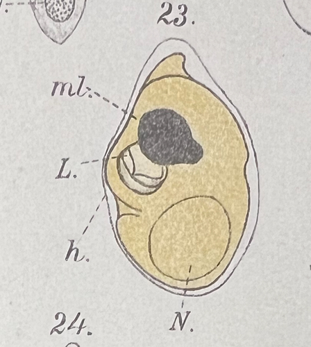 Fig. 44. Reproduction from Lohmann (Citation1908, pl. XVII, fig. 23). Lohmann drew the cell with the apical end downwards.
