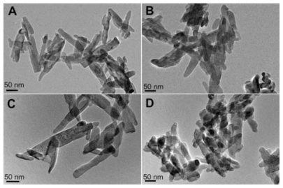 Figure 3 Transmission electron microscopic images of nanohydroxyapatite (A), nanohydroxyapatite-aminopropyltriethoxysilane (B), neutralized nanohydroxyapatite-aminopropyltriethoxysilane (C), and negatively charged nanohydroxyapatite-aminopropyltriethoxysilane (D), respectively.