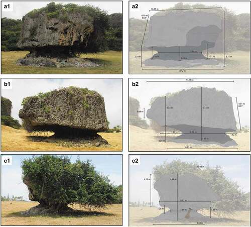 Figure 14. North-northwest aspect (a1) and its measurement (a2), southeast aspect (b1) and its measurement (b2), and west aspect (c1) and its measurments (c2) of paleo-mushroom rock in St. Lucy Parish, Barbados. See Figure 16 for location. Photographs by C.D. Allen, 2018. Measurement graphics by K.M. Groom.