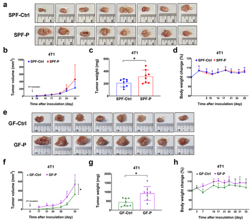 Figure 2. P. copri promotes 4T1 tumor growth in SPF and GF mice. (a~d) tumor pictures, tumor volumes change, tumor weight, body weight change. (e~h) tumor pictures, tumor volumes change, tumor weight, body weight change. SPF-Ctrl: control group under SPF; SPF-P: P. copri-treated group under SPF; GF-Ctrl: control group under GF; GF-P: P. copri-treated group under GF. n = 8. *, represents p < .05; **, represents p < .01.