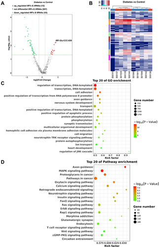Figure 2 Differential expression profiles of tsRNAs induced by diabetes. (A) The volcano plot of differentially expressed tsRNAs between the diabetes and control groups. (B) The unsupervised hierarchical clustering heatmap for differentially expressed tsRNAs between the diabetes and control groups. (C) Top 20 GO enrichment terms of differentially expressed tsRNAs. (D) The KEGG pathway enrichment results for differentially expressed tsRNAs are shown for top 20 entries.