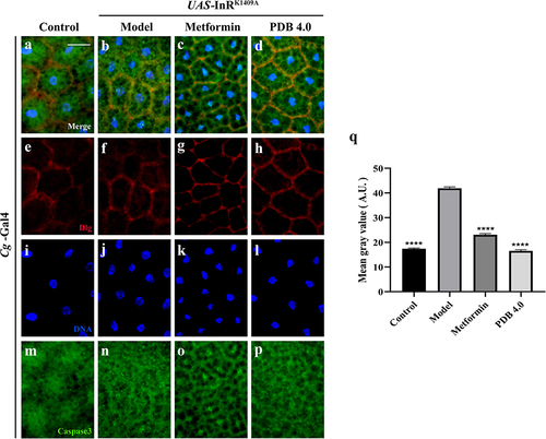 Figure 8 PDB reduces CASP3 expression. (a–d) Merged fluorescence micrographs of Drosophila third-instar larval fat body. Individual channels detecting only Dlg [red, (e–h)], only DAPI [blue, (i–l)], and only CASP3 [green, (m–p), fluorescent dots]. Groups (from left to right): Control (Cg-Gal4/+), Model (Cg-Gal4/+; UAS-InRK1409A/+), Metformin (Cg-Gal4/+; UAS-InRK1409A/+ files treated with 10 mM metformin), PDB (Cg-Gal4/+; UAS-InRK1409A/+ files treated with 4 mg/mL PDB). (q) Statistical analysis of the CASP3 fluorescence intensity in indicated groups (n =10). Error bars indicate the SD. One-way ANOVA with Bonferroni’s multiple comparison test was used to compute P values: ****P < 0.0001. Scale bar, 20 μm.