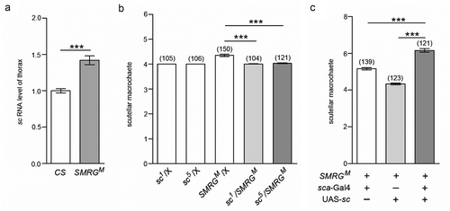 Figure 4. SMRG regulates scutellar macrochaetes by antagonizing sc.(a) The sc RNA level in the thorax was higher in SMRGM than in CS flies, t(21.77) = −6.268, p≪0.001 (Independent-Samples T test). (b) The supernumerary scutellar macrochaetes in heterozygous SMRGM were rescued in the double-heterozygous for SMRGM and sc mutants, comparison of group 3 versus 4, t(161.6) = 7.242, p≪0.001, comparison of group 3 versus 5, t(184.53) = 6.502, p≪0.001 (Independent-Samples T test). (c) The phenotype of supernumerary scutellar macrochaetes in homozygous SMRGM was intensified by sc overexpression driven by sca-Gal4, comparison of group 1 versus 3, t(205.42) = −8.603, p≪0.001, comparison of group 2 versus 3, t(183.348) = −16.422, p≪0.001 (Independent-Samples T test). ***p < 0.001. Error bars indicate the SEM. The number of adult flies with each genotype is shown in parentheses.